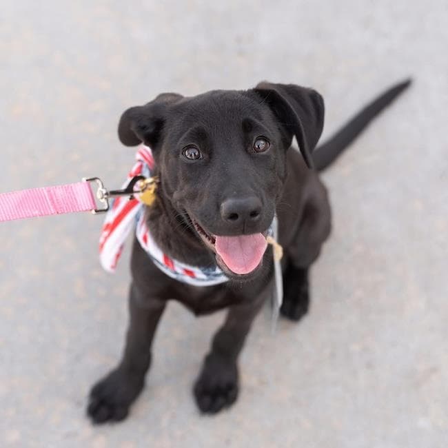 Windy Pup - Swirly - Labrador Retriever
