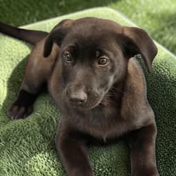Windy Pup - Swirly image 4