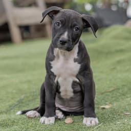 Fiesta Pup - Elote image 2