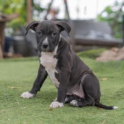 Fiesta Pup - Elote image 3