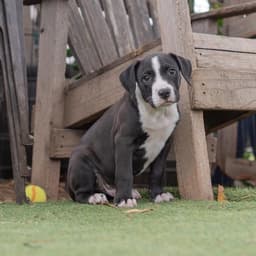 Fiesta Pup - Churros image 2