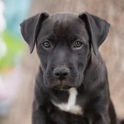 Fiesta Pup - Horchata image 1