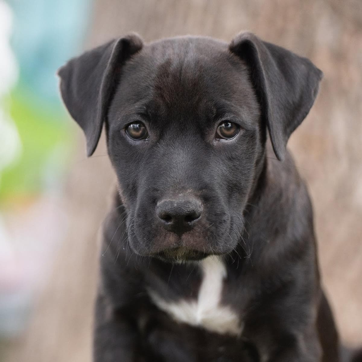 Fiesta Pup - Horchata - Terrier