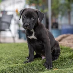 Fiesta Pup - Horchata image 2