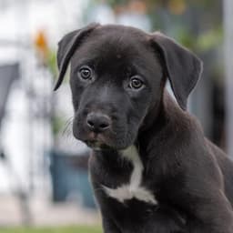 Fiesta Pup - Horchata image 3