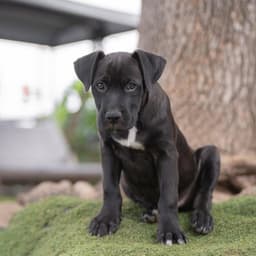 Fiesta Pup - Horchata image 4