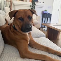 Rocco image 4