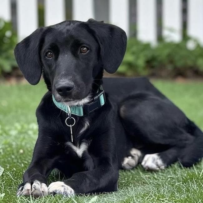 Rizzy - Labrador Retriever