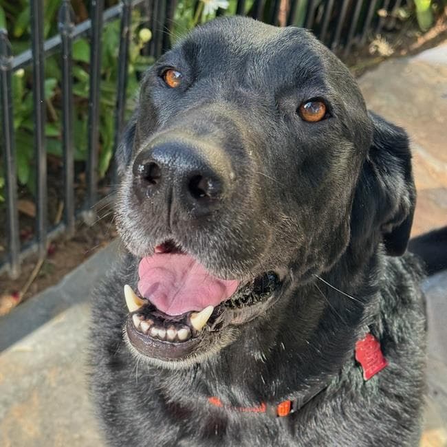 Henry - Labrador Retriever