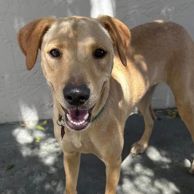 Dollar - Labrador Retriever