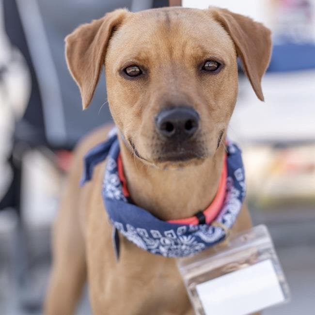 Pesos - Labrador Retriever