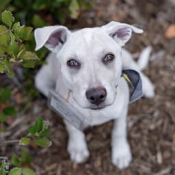 Arbor Pup - Plant image 2