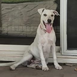 Arbor Pup - Plant image 3