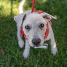 Arbor Pup - Plant image 4