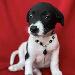 Prada Pup - Blunt image 2