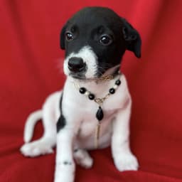 Prada Pup - Blunt image 3
