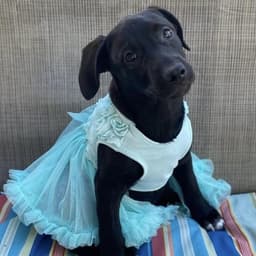 Prada Pup - Streep image 1