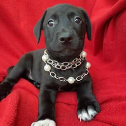 Prada Pup - Streep image 2