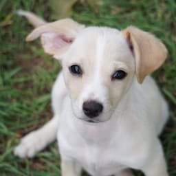 Bloom Pup - Marigold image 1