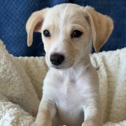 Bloom Pup - Marigold image 3