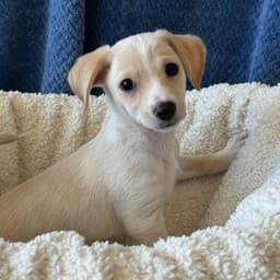 Bloom Pup - Marigold image 4