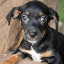 Bloom Pup - Glad image 2