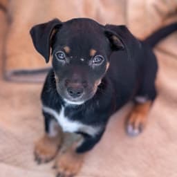 Bloom Pup - Glad image 4
