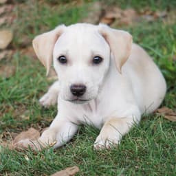Bloom Pup - Gardenia image 1