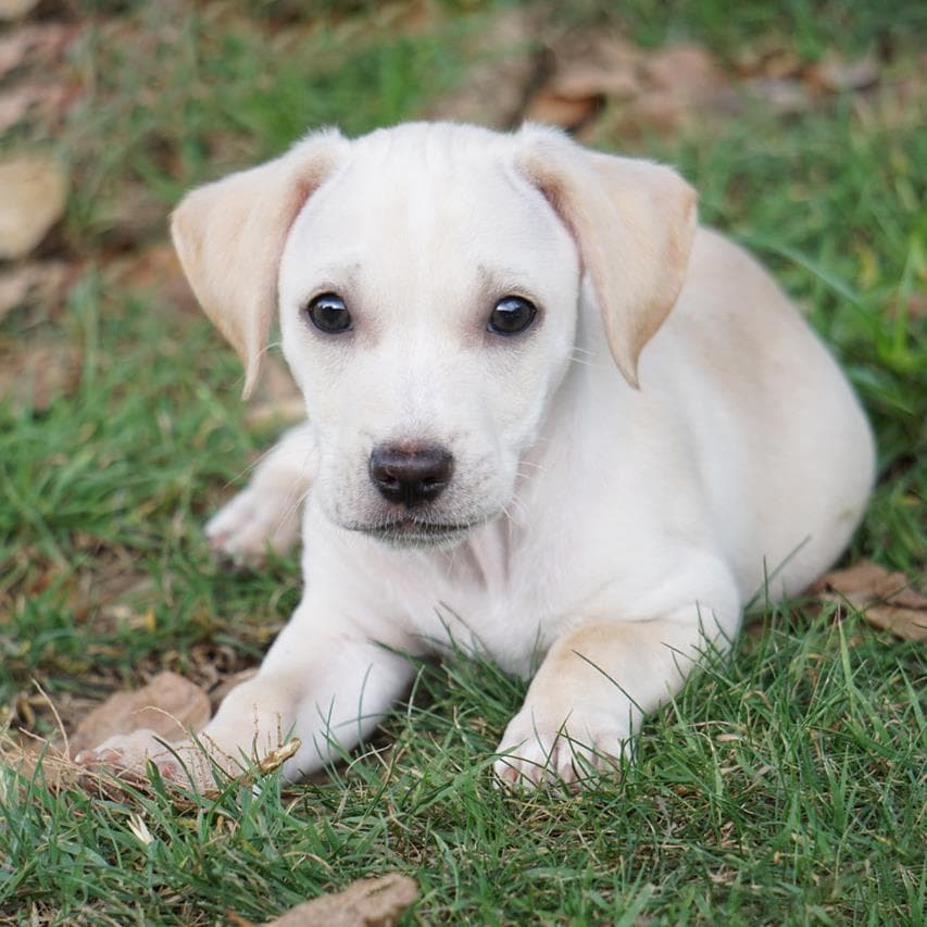 Bloom Pup - Gardenia - Spaniel