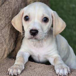 Bloom Pup - Gardenia image 2