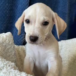 Bloom Pup - Gardenia image 3