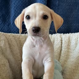 Bloom Pup - Gardenia image 4