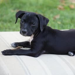 Bloom Pup - Daffodil image 1