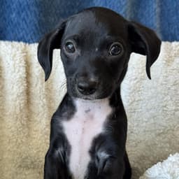 Bloom Pup - Daffodil image 4