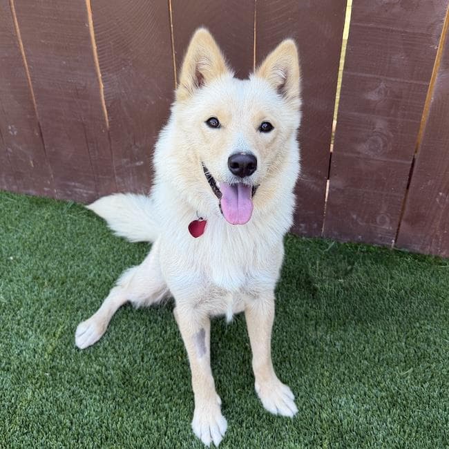 Marshmallow - Shepherd