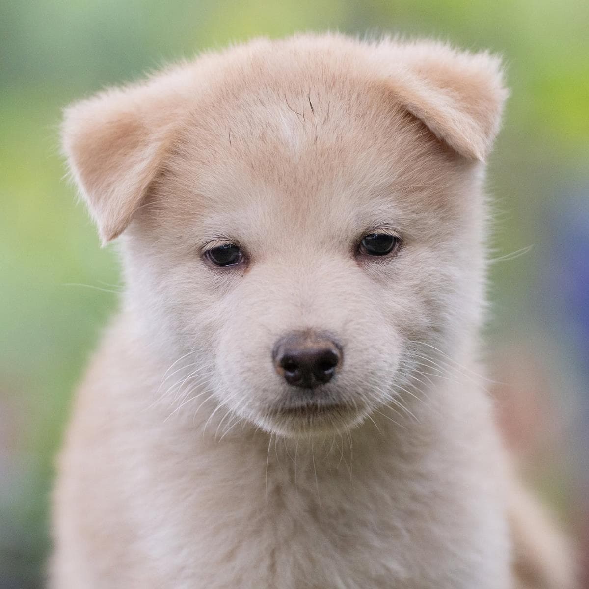 Marshmallow Pup - Rocky Road - Shepherd