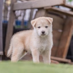 Marshmallow Pup - Rocky Road image 2