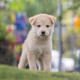 Marshmallow Pup - Rocky Road image 3