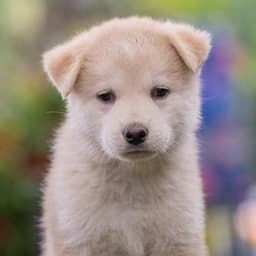 Marshmallow Pup - Rocky Road image 4