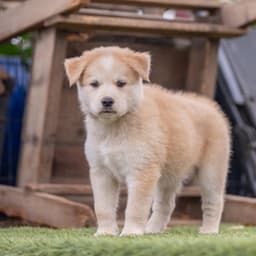 Marshmallow Pup - Mallow image 1