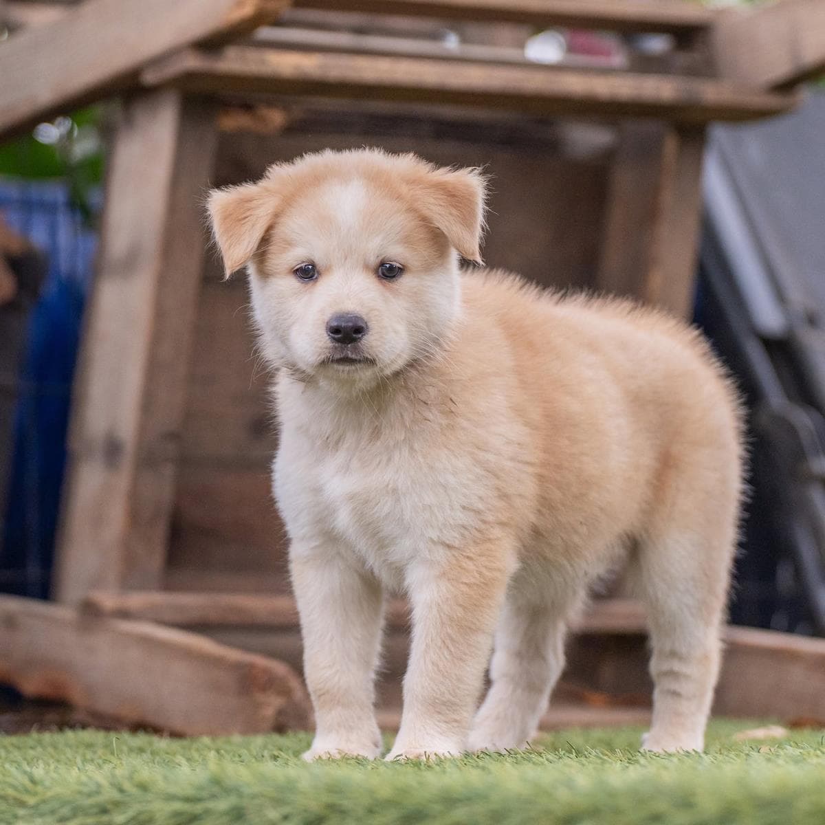 Marshmallow Pup - Mallow - Shepherd