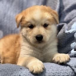 Marshmallow Pup - Mallow image 2