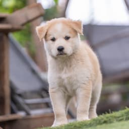 Marshmallow Pup - Mallow image 3
