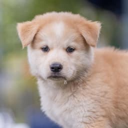 Marshmallow Pup - Mallow image 4
