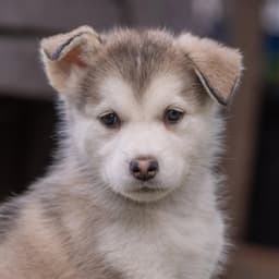 Marshmallow Pup - Little Debbie image 1