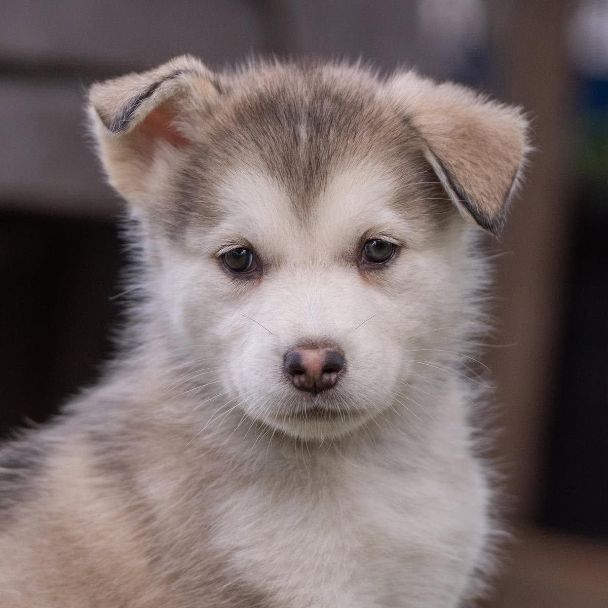 Marshmallow Pup - Little Debbie - Shepherd