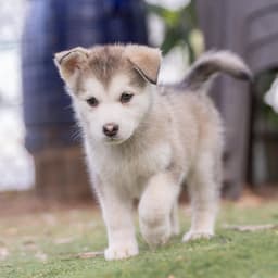 Marshmallow Pup - Little Debbie image 2