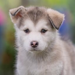 Marshmallow Pup - Little Debbie image 3