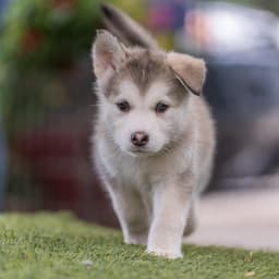 Marshmallow Pup - Little Debbie image 4