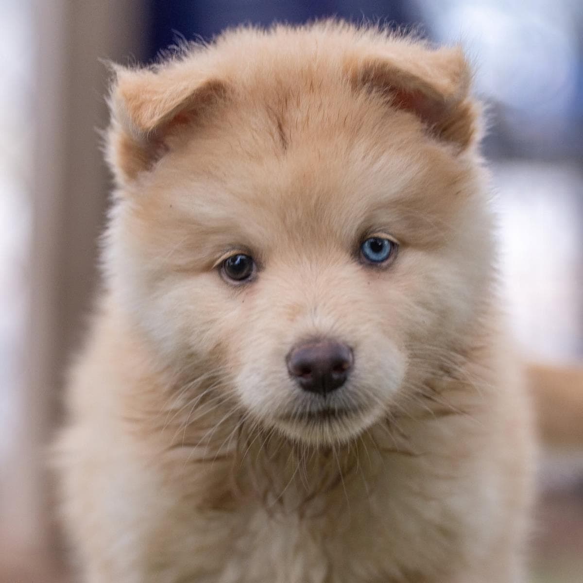 Marshmallow Pup - Peeps - Shepherd